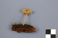 Lichenomphalia umbellifera image